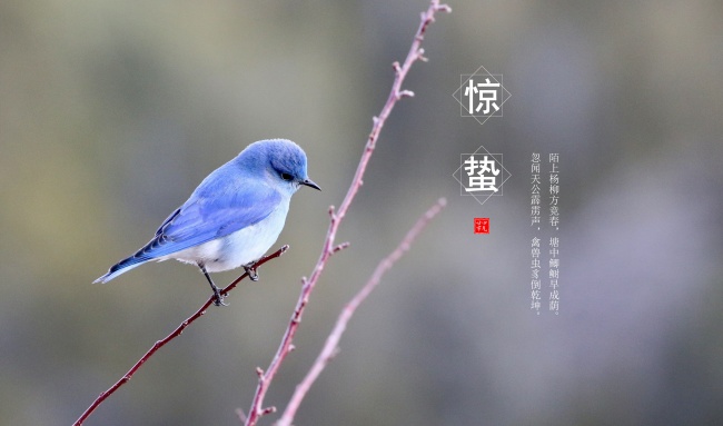 明日驚蟄，不負三月，不負你